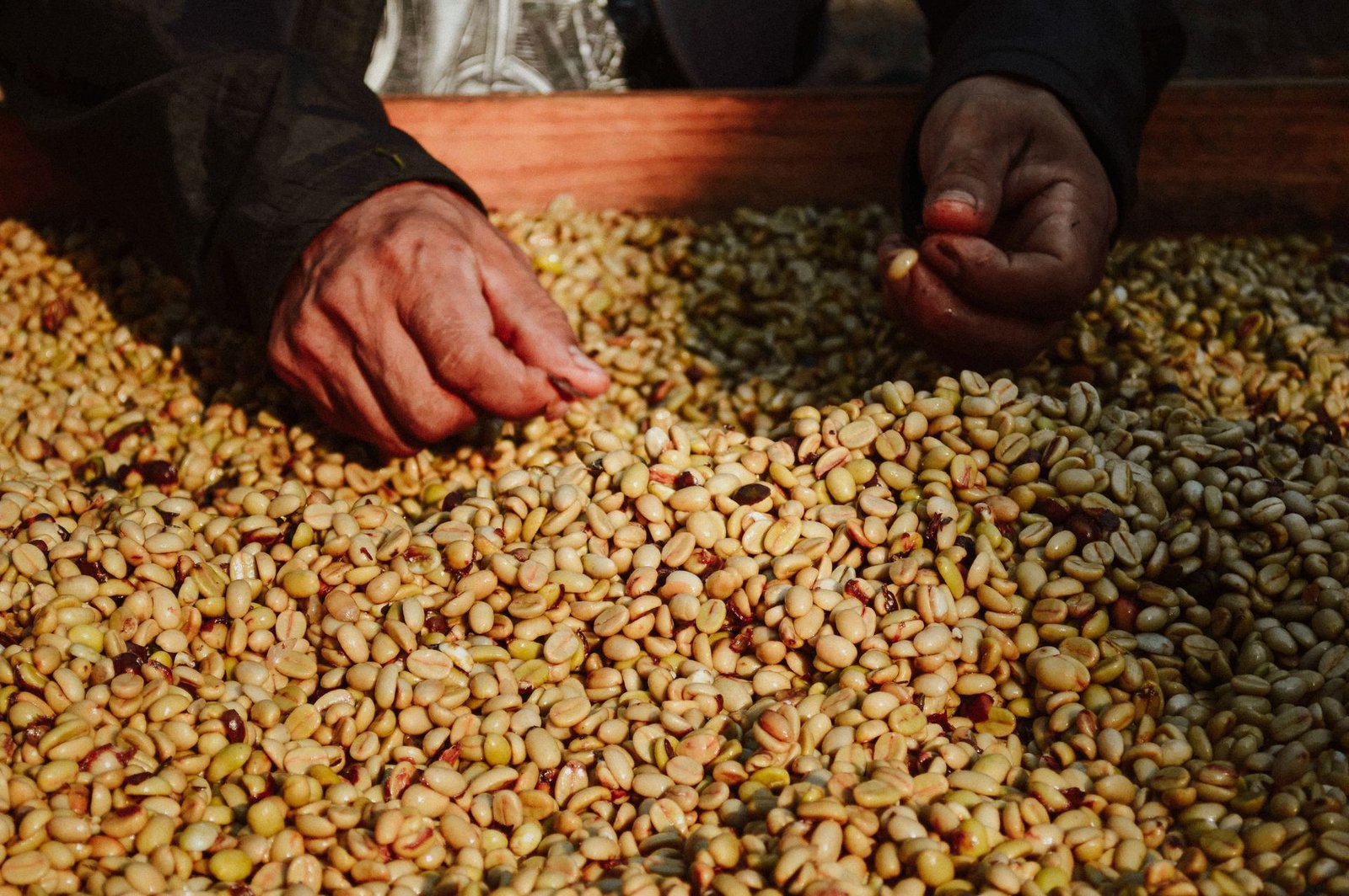 selección de granos de café en Chiapas